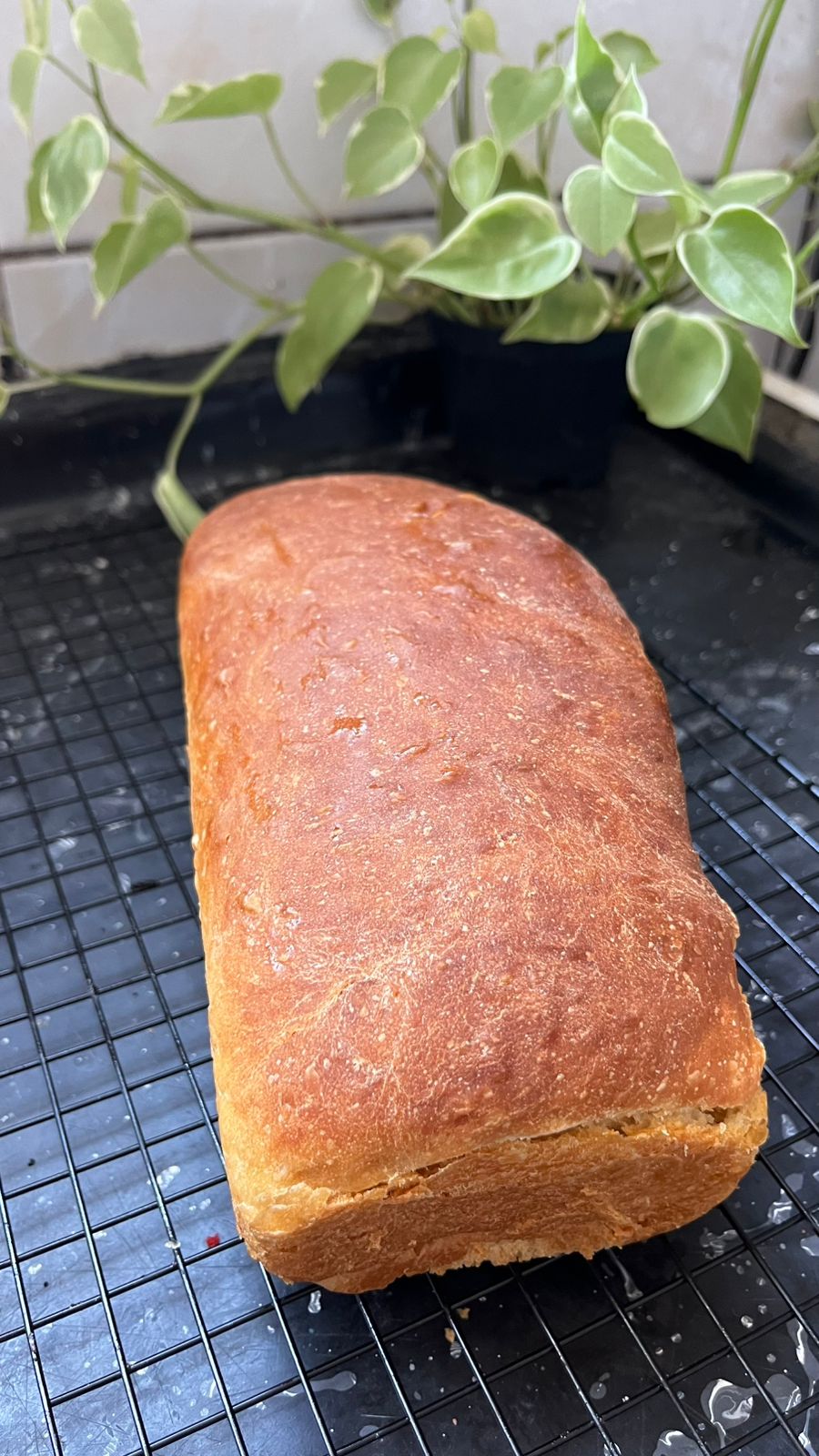 Pão tradicional